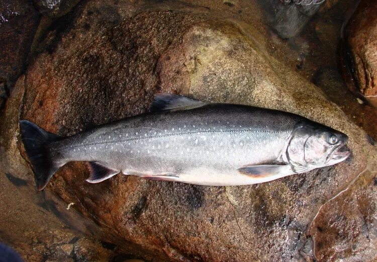 нельма сибирская. северная рыба фото и название. виды рыб. рыба хариус сибирский. рыбы россии.