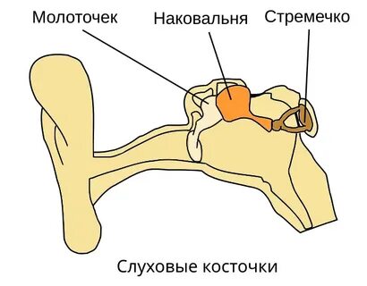 Как называются слуховые косточки