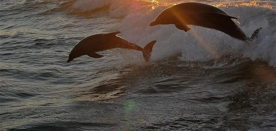Дельфины уплывают в океан слушать. Дельфин на закате. Дельфины на закате. Дельфин в море. Море солнце Дельфин.