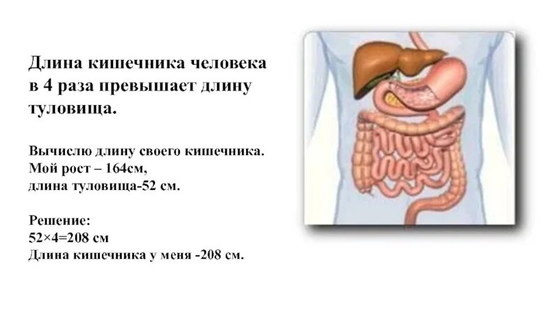 Длина кишечника у взрослого человека составляет 12 метров. Длина кишечника человека 12 метров. Протяженность кишечника человека. Какой длины толстая кишка