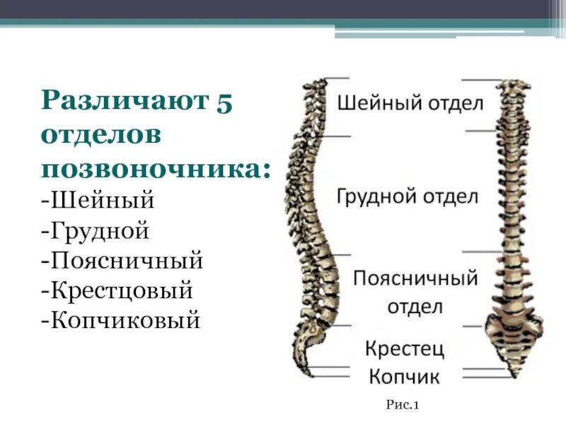 В позвоночнике различают отделы. Шейные грудные поясничные крестцовые и копчиковые позвонки. Шейный грудной поясничный крестцовый. Шейный грудной поясничный крестцовый копчиковый. Шейный грудной и поясничный позвонки.