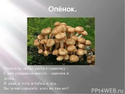Любит расти