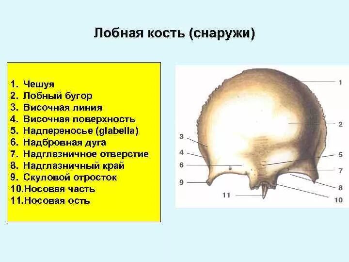 Строение лобной кости черепа. Лобная кость черепа анатомия. Строение чешуи лобной кости. Лобная кость анатомия глазничная часть.