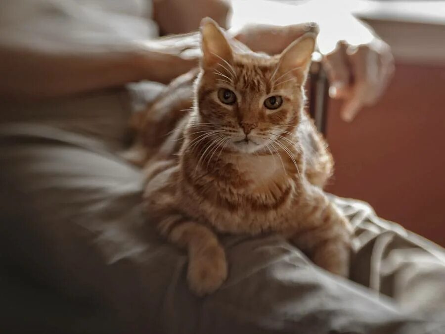 Кошка топчется лапами на человеке. Кот массажирует лапками. кошка месит лапами. кошка массажирует лапами. массаж лапками кошки.