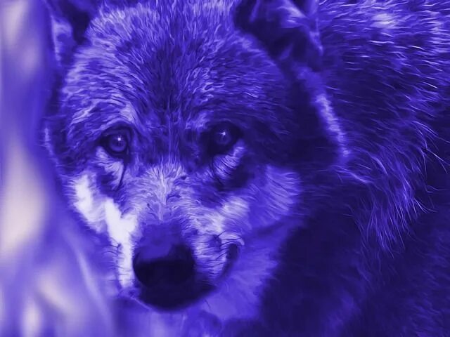 Alpha Wolf by Mal Bray Alpha wolf, Wolf art print, Wolf art