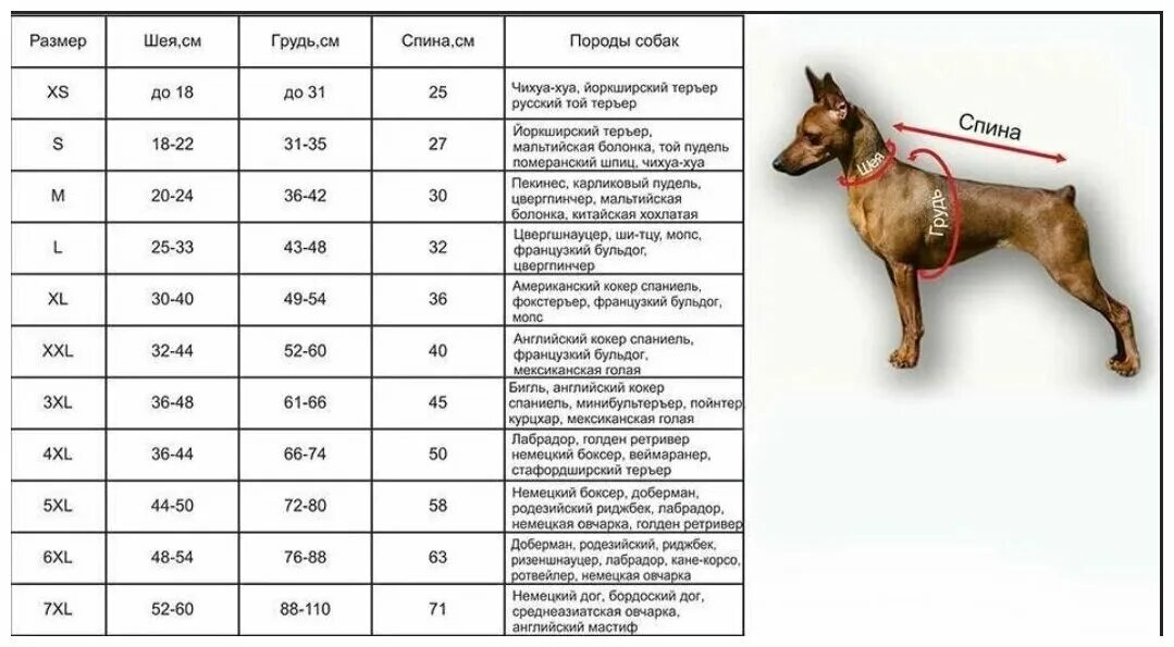 Размерная сетка триол для собак. Размерная сетка для собак мелких пород джек рассел. Размерная сетка одежды для собак мелких пород. Размерная сетка комбинезонов для собак мелких пород. Размерная сетка для собак мелких пород чихуахуа.