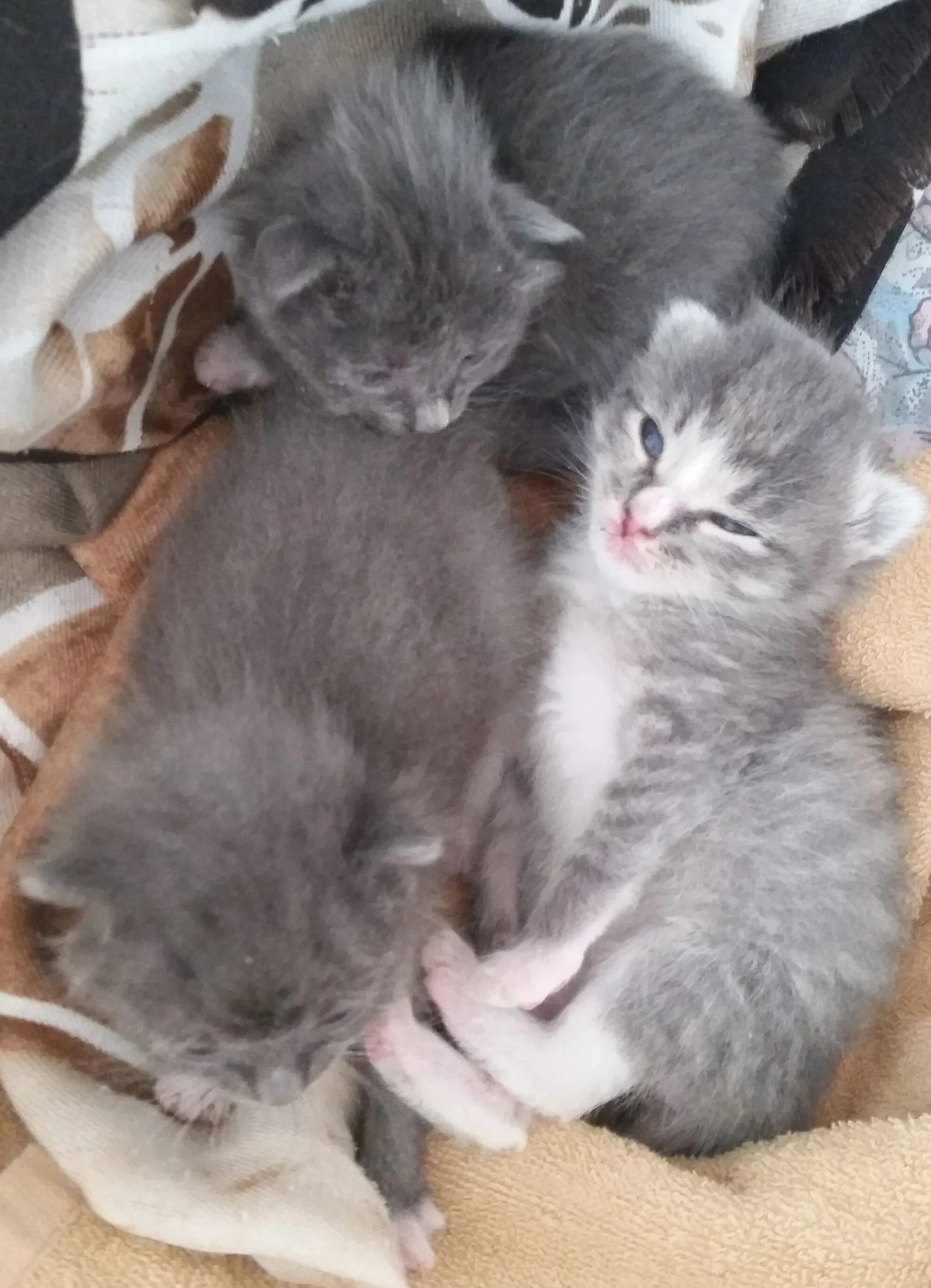 Британским котятам две недели - Питомник GALA-CAT