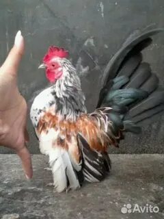 Малазийские серамы