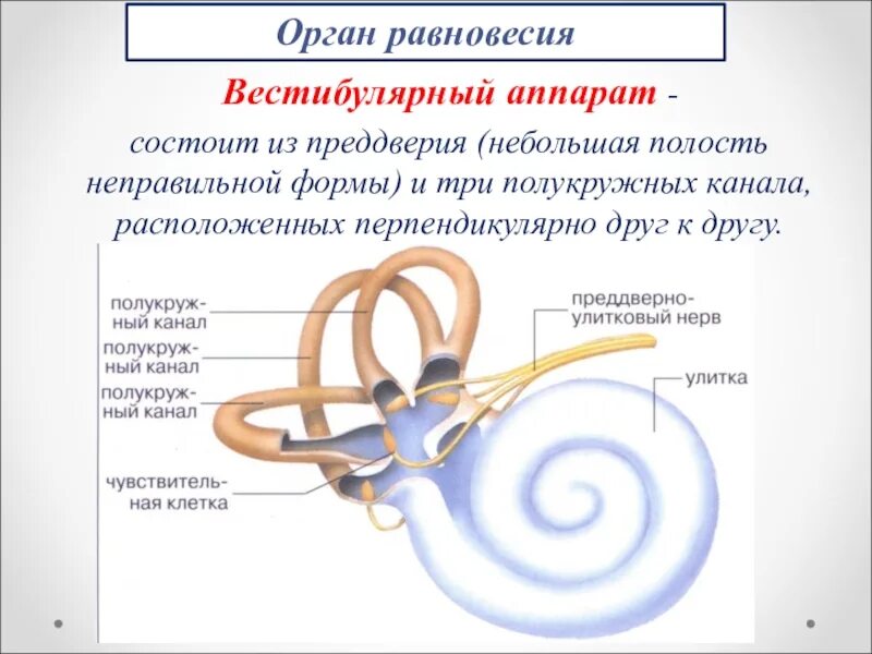 Работа вестибулярного аппарата биология 8 класс. Отолитовый аппарат и полукружные каналы. Схема строения органа равновесия. Строение органа равновесия вестибулярный анализатор. Строение анализатора органа равновесия.