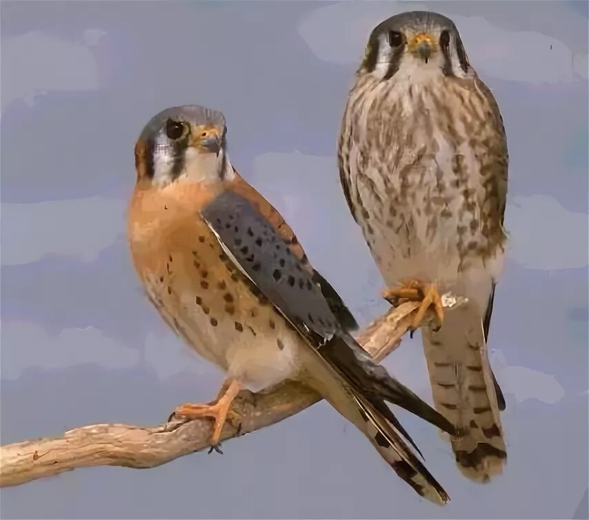 Особый крик птицы. Сокол Сапсан самец и самка. Сокол пустельга самка и самец. Пустельга самец. Самец самка малая пустельга.