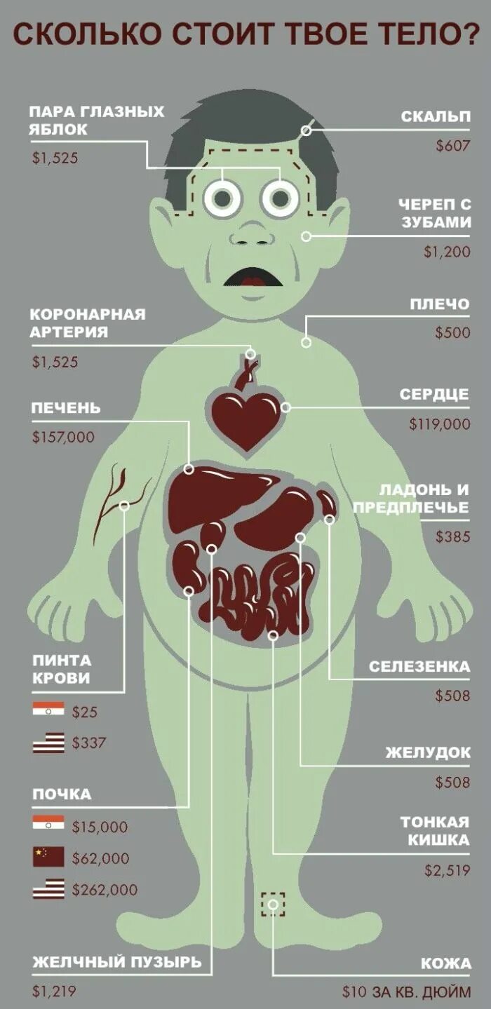 Сколько стоят мужские донорские яйца. Сколько стоят органы человека. Колько сточт органы человека. Органы человека на черном рынке. Сколько стоит человек.