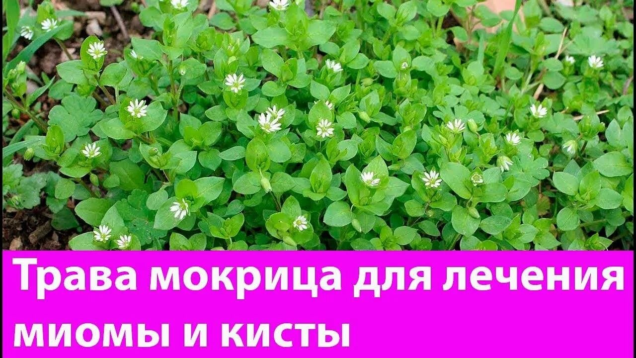 Мокрица трава лечебные свойства и применение. Мокрица трава. мокрица трава лечебные. мокрица аптечная звездчатка аптечная. мокрица зелень.