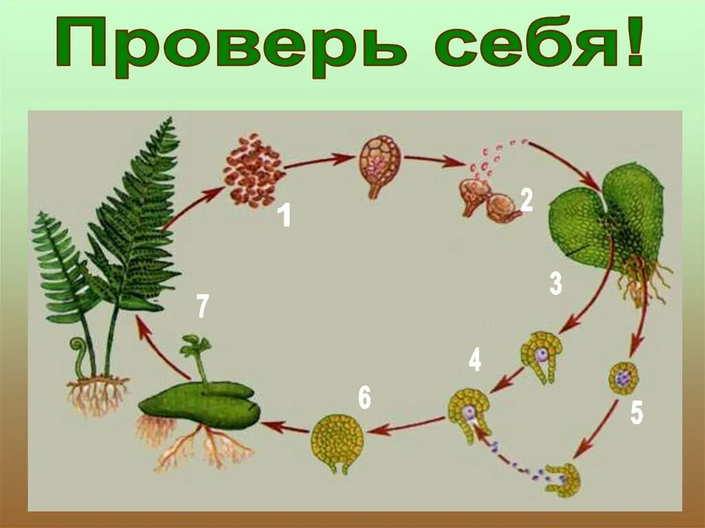 Споры плауна образуются. Цикл размножения папоротников. Жизненный цикл плауна папоротника. Жизненный цикл плаунов и папоротников. Цикл размножения хвощей.