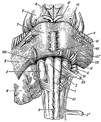 Вентральная поверхность продолговатого мозга. Продолговатый мозг пирамиды Перекрест пирамид. Вентральная поверхность ствола мозга анатомия. Вентральная поверхность моста анатомия.