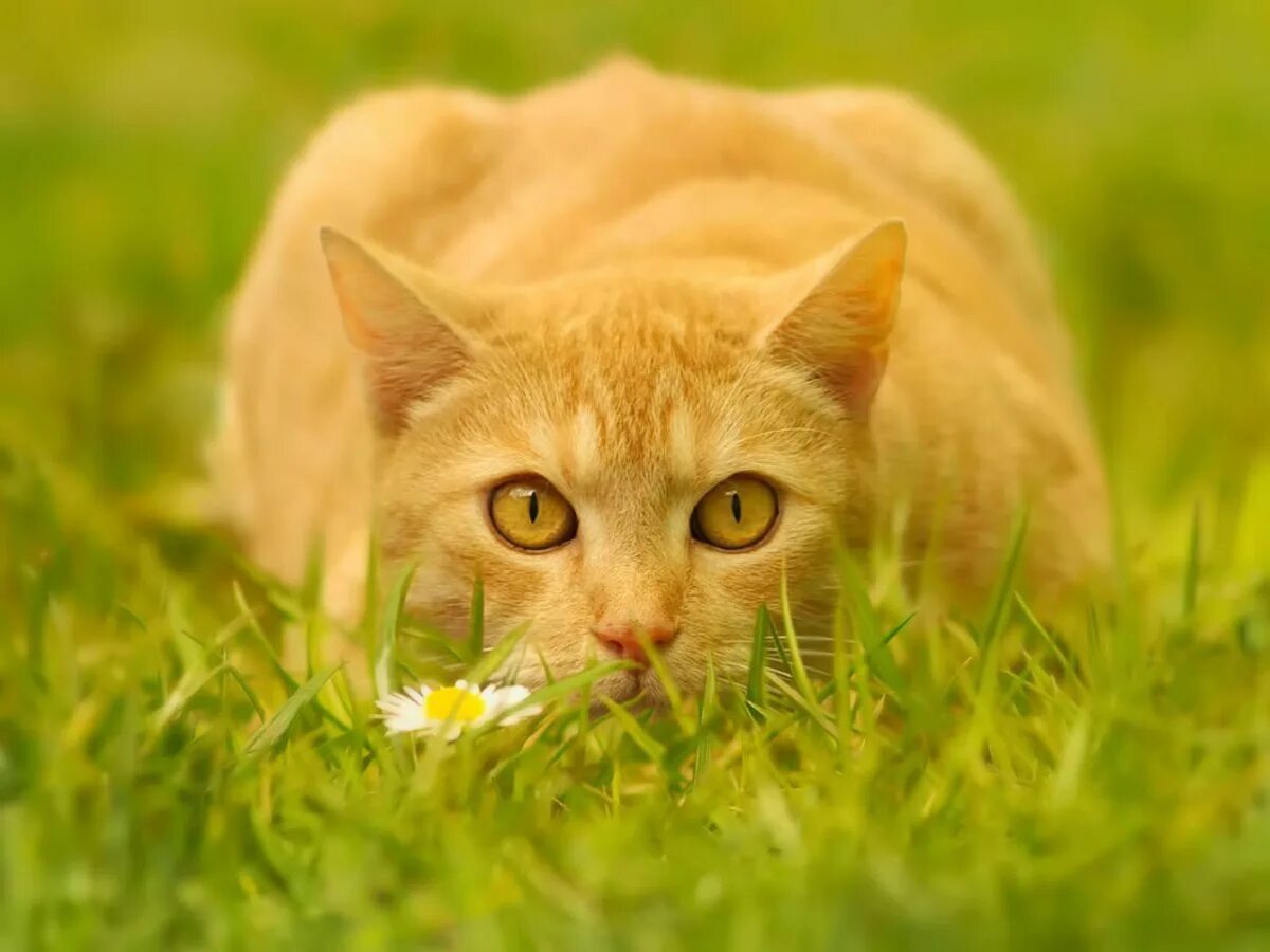 Желтого рыжего кота. Желтая кошка. рыжий кот с желтыми глазами. золотистая кошка с янтарными глазами. кот желтого цвета.