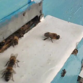 Паралич пчел