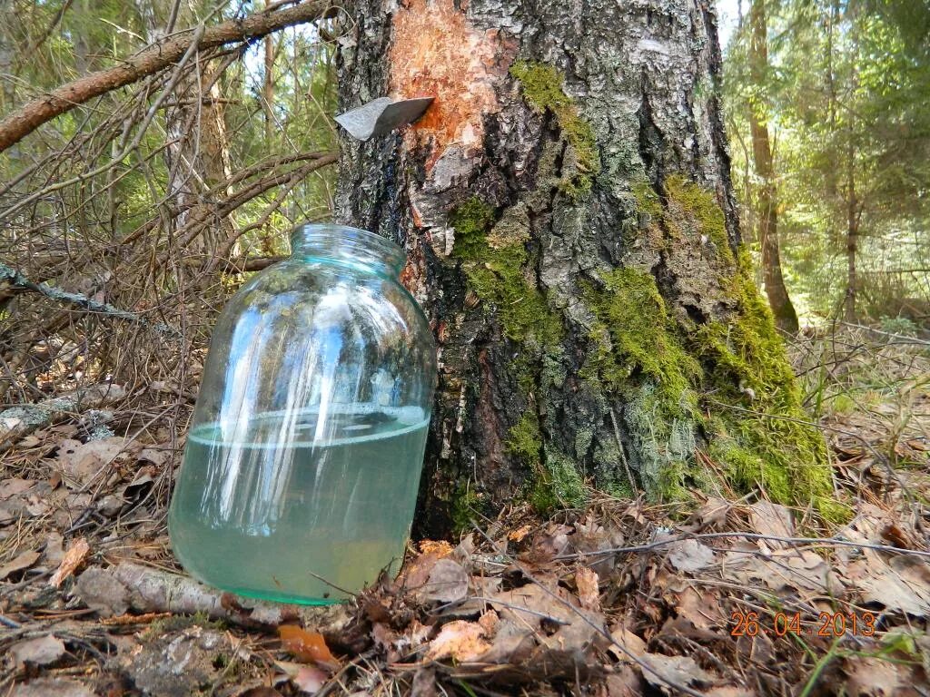 Березовый сок вода. Добыча воды в лесу. Берёзовый сок. Пакеты для сбора березового сока. Сбор березового сока.