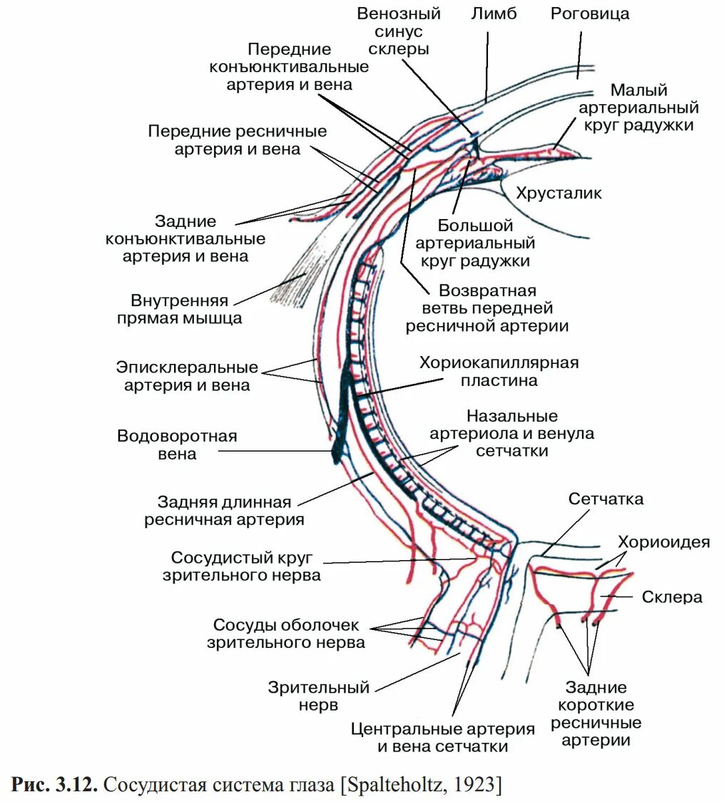 Слои сосудистой оболочки глаза. Кровоснабжение сетчатой оболочки глаза. Кровоснабжение и иннервация глаза схема. Артерии глазного яблока. Глазная артерия схема.