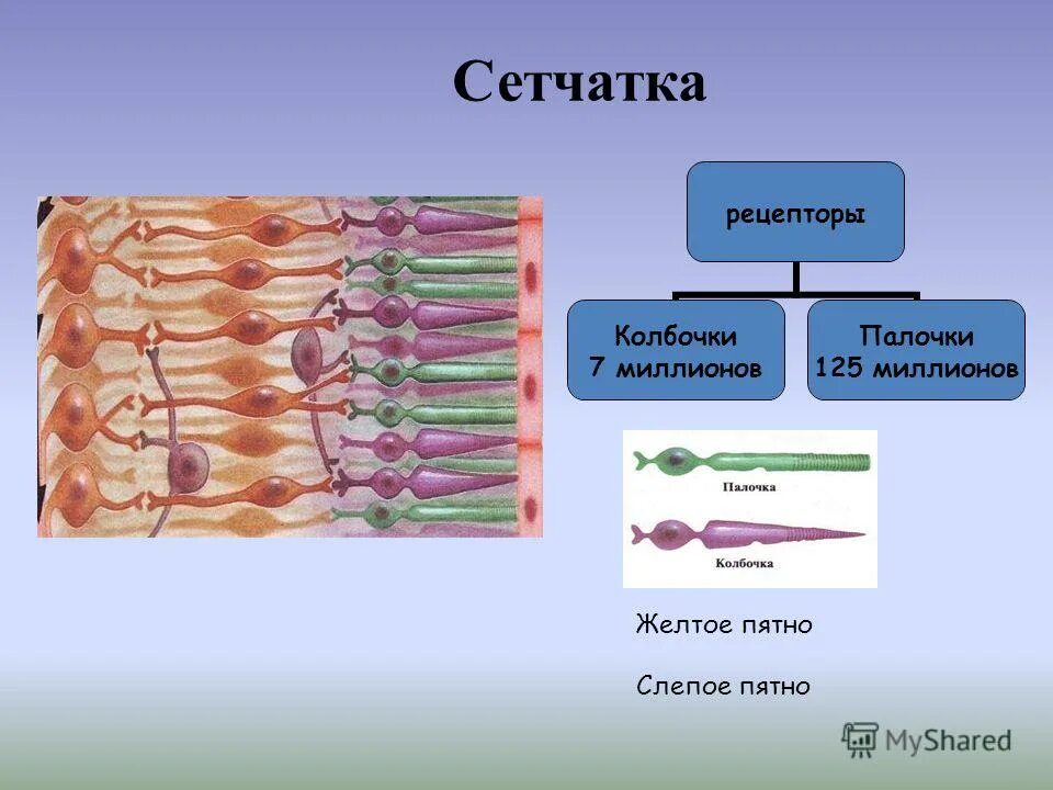 Колбочки сетчатки цвет