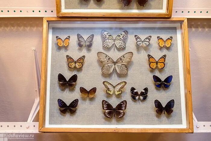 Музей бабочек Владивосток. Дом бабочек. Домик для бабочек. Бабочка домики бабочек.