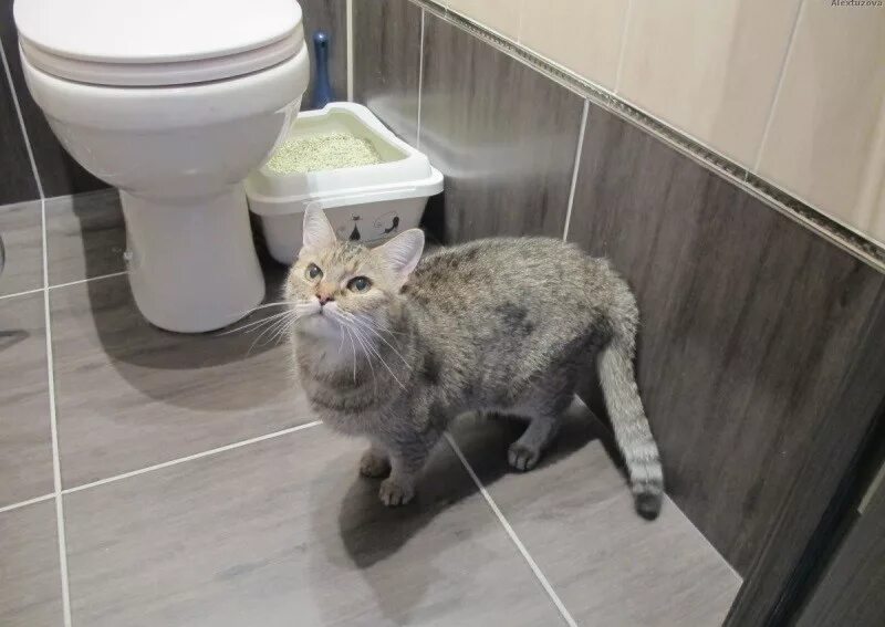 Кот писает на пол. Котенок какает в лоток. кот мимо лотка. котик гадит. кошка гадит мимо лотка.
