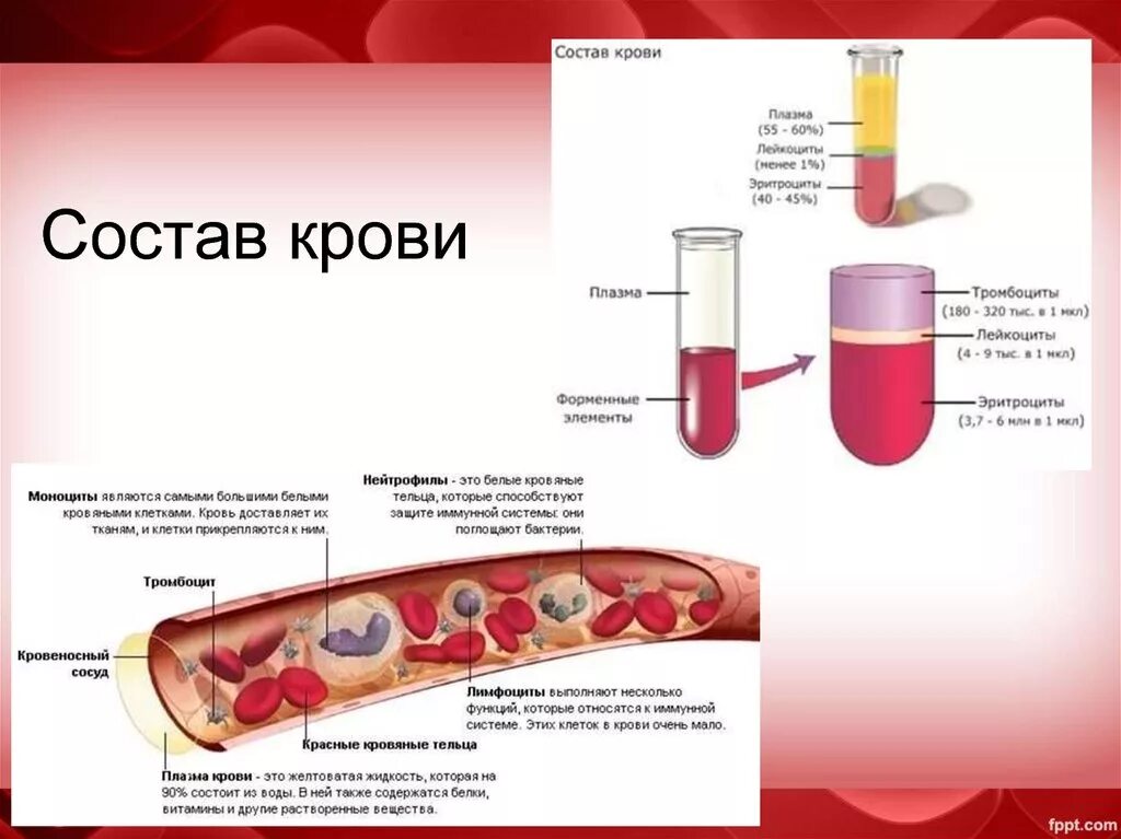 Форма плазмы крови