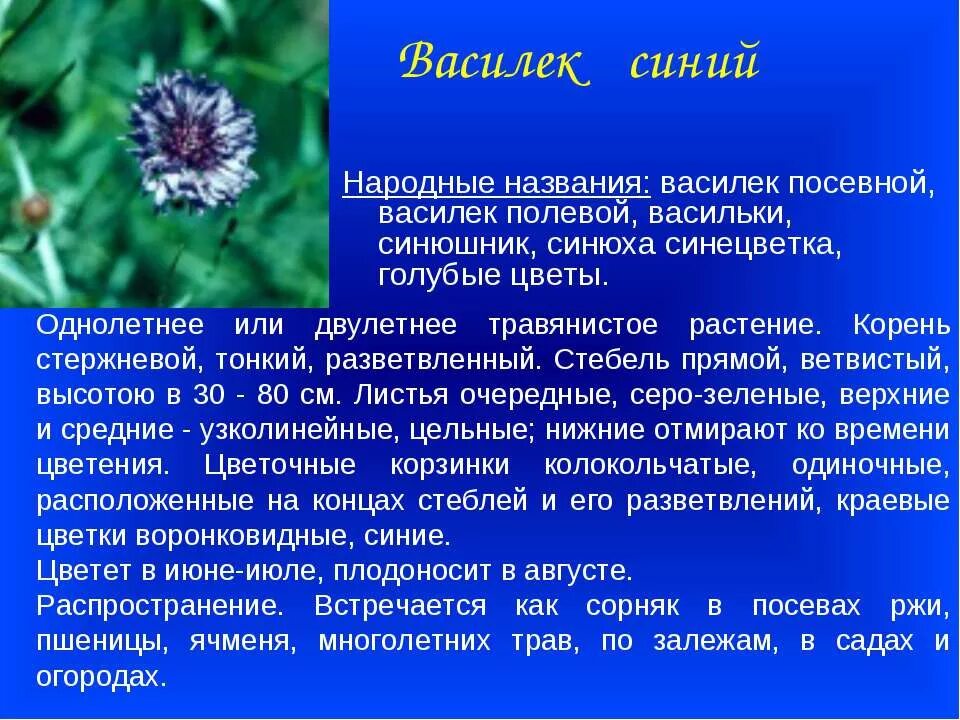 Ромашка лекарственное растение. Текст описание в научном стиле про растение. Доклад про ромашку. Составление текста описания в научном стиле. Научный текст про растение 3 класс.