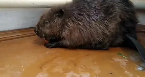 Бобры грызут видео