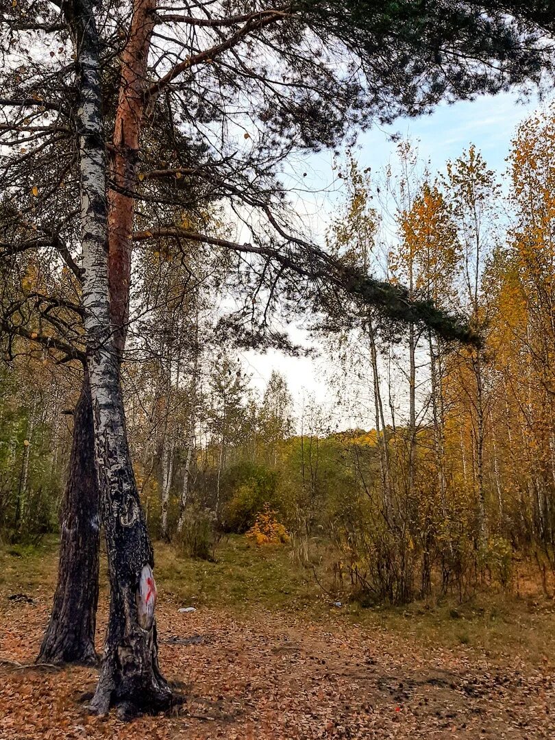 Песня между сосен. Берёза чёрная. Сосна и береза. Между берёзой и сосной. Между берез.