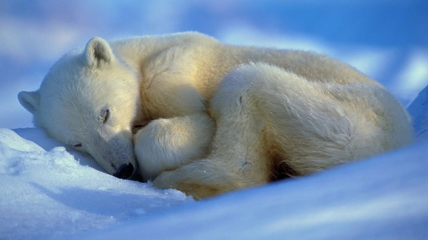 Детеныш белого медведя. Милый медвежонок иллюстрация. Шарпей медвежонок. Белый медведь в московском зоопарке. Сон медведь и собака.