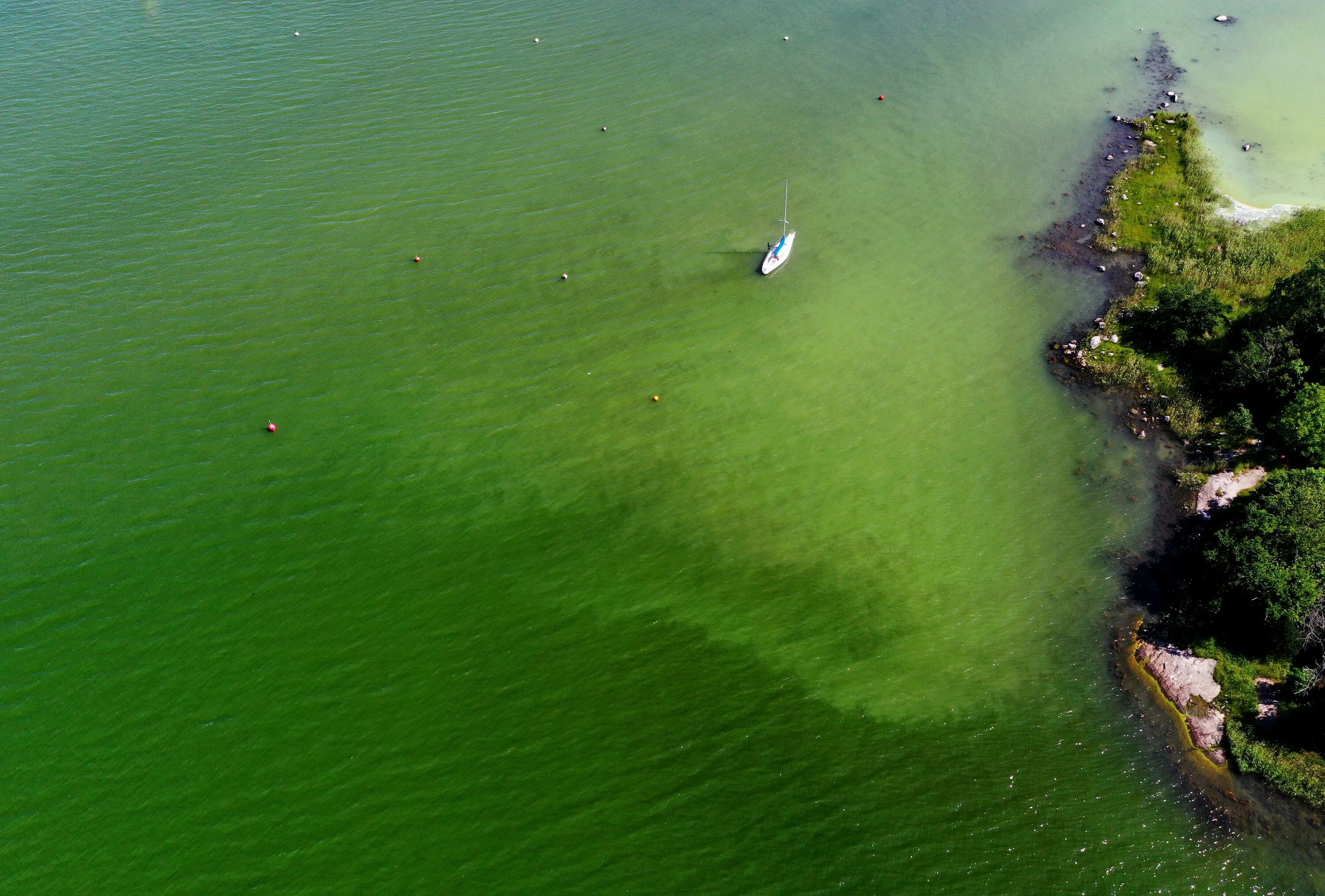 Водоросли цветут. Эвтрофикация Балтийского моря. Эвтрофикация воды черного моря. Эвтрофикация Каспийского моря. Цветение Балтийского моря.