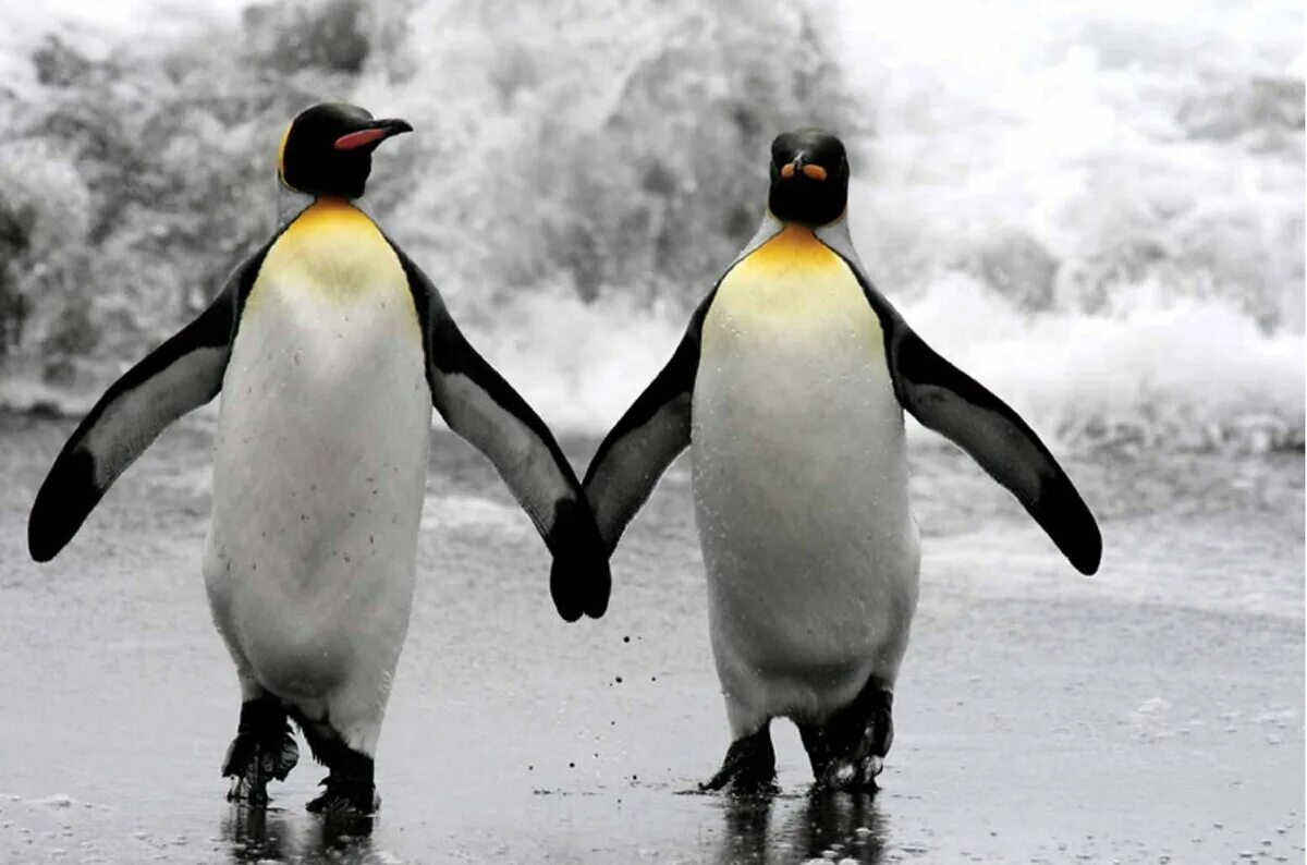 Отношения пингвинов