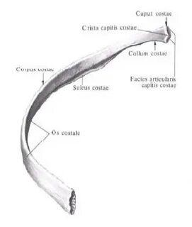 Articulatio capitis costae