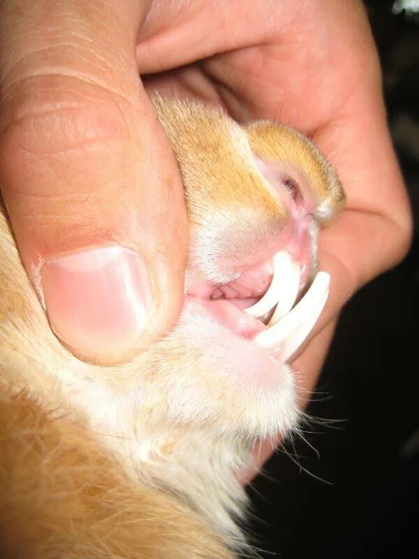 Какие зубы у грызунов. Малокклюзия резцов у кролика. Зубы декоративного кролика.
