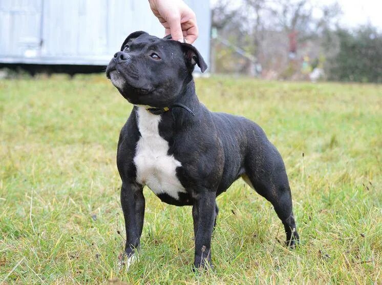 питомник американских стаффордширских терьеров. ам стаффордширский терьер. стаффстиль. стаффордширский терьер проф. заводчики стаффордширских.