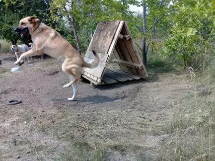 Жила в будке
