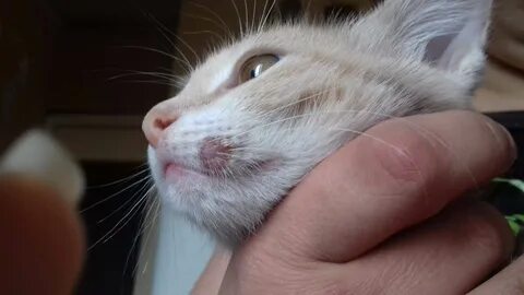 Плеш у кошек