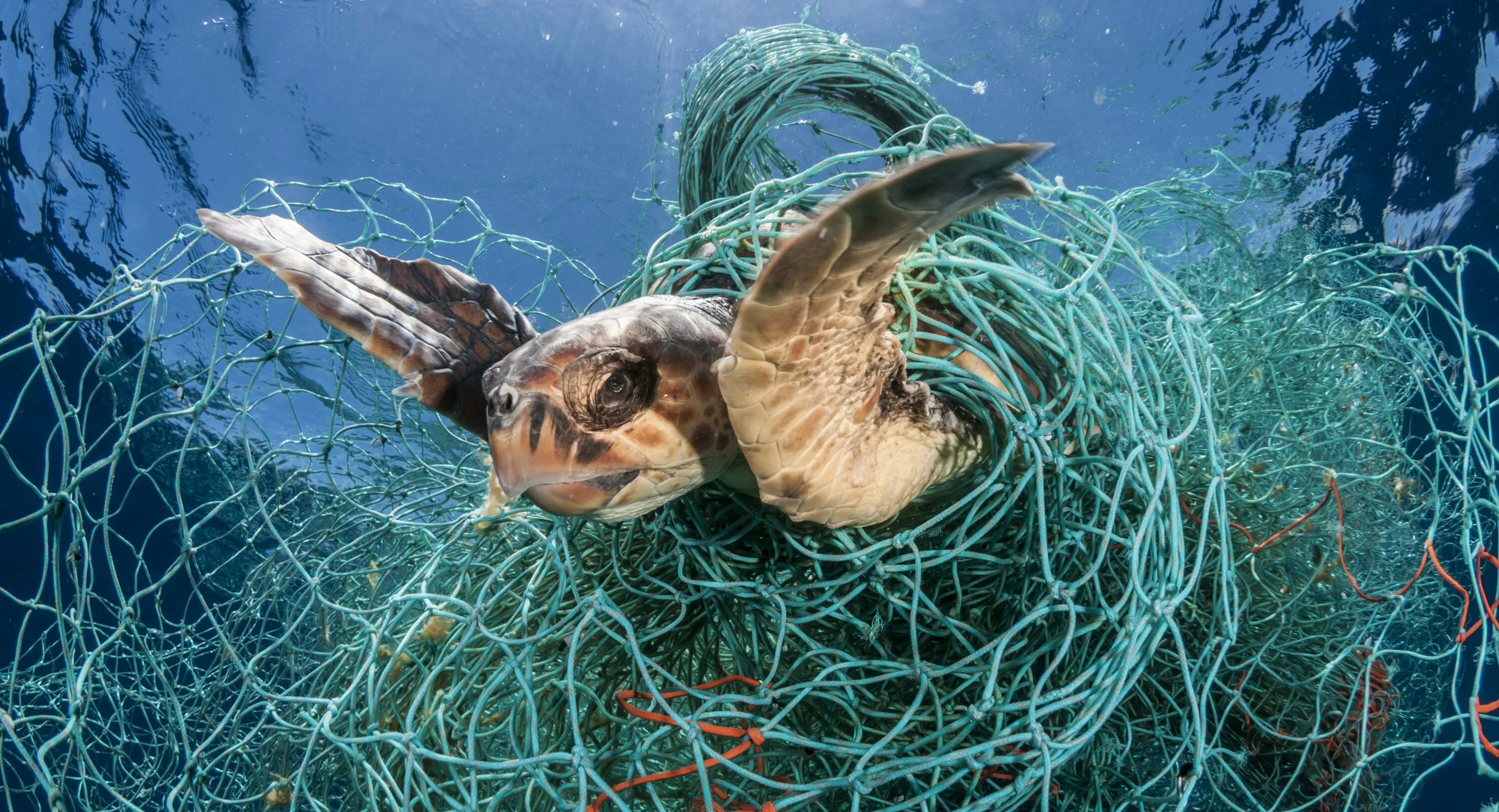 Животные страдающие от загрязнения. Морские животные в мусоре. Морские животные пострадавшие от пластика. Спасение морских животных.