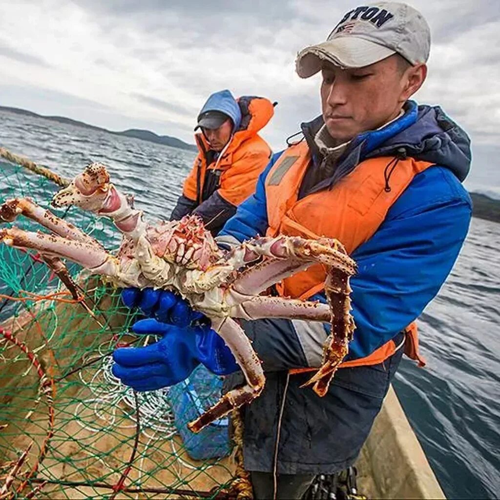 Морепродукты сахалин. Камчатский краб Охотское море. Крабы Охотского моря. Камчатский краб в Охотском море. Краболовы Охотское море.