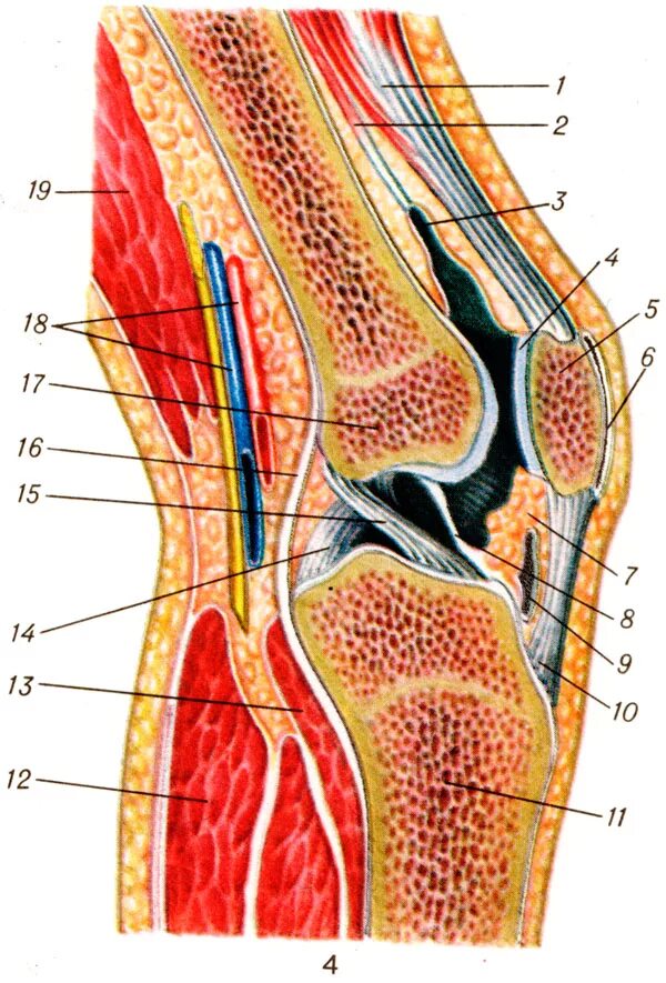 Коленный сустав Сагиттальный распил. Сухожилия коленного сустава анатомия. Подколенные сухожилия анатомия. Коленный сустав связки и сухожилия анатомия. Внутри коленный сустав