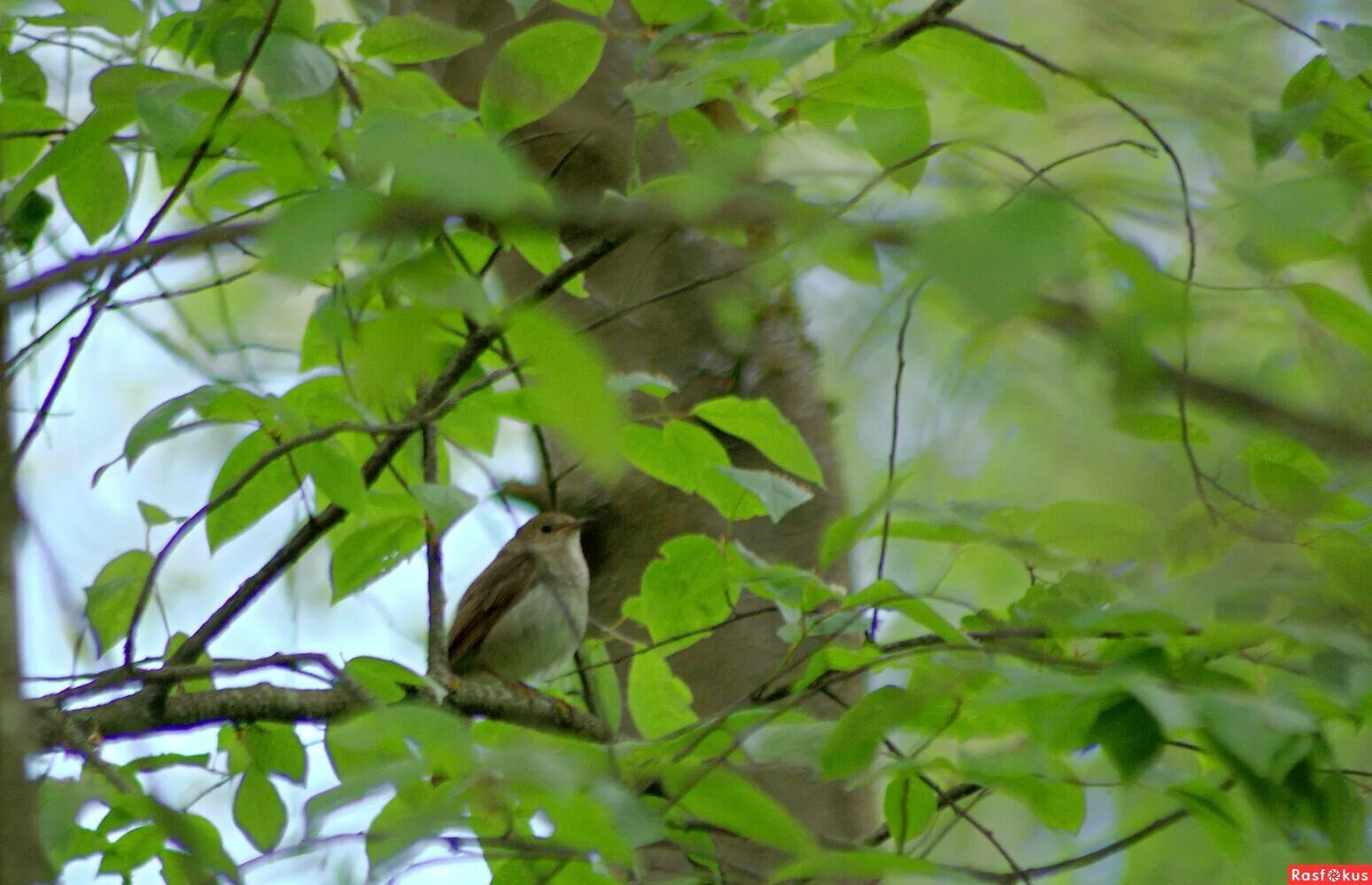 птицы россии соловей. соловей птичка певчая. славен соловьями. славная птаха. соловей птичка певчая.