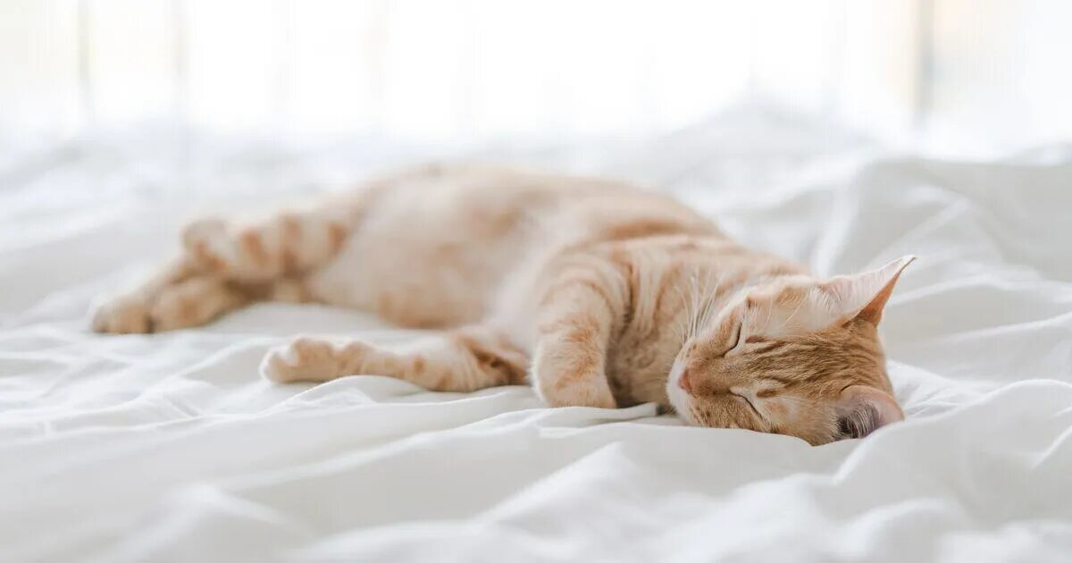 The cat is on the bed. Cat nap картинки. cat nap обои. кот в позе буханки.