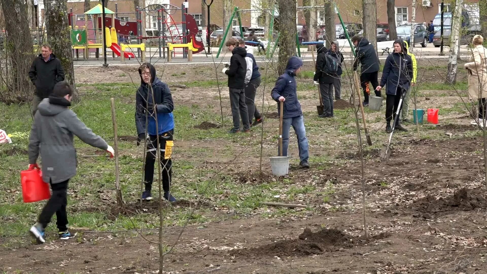 В ряд высадили 12 деревьев. Высадка саженцев. Посадка саженцев. Высадка саженцев липы. Посадка саженца.