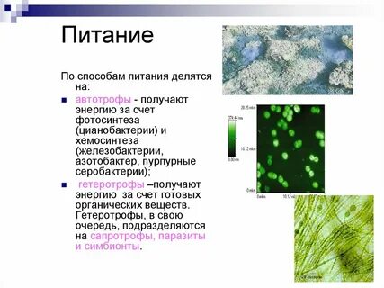 Способ питания цианобактерий