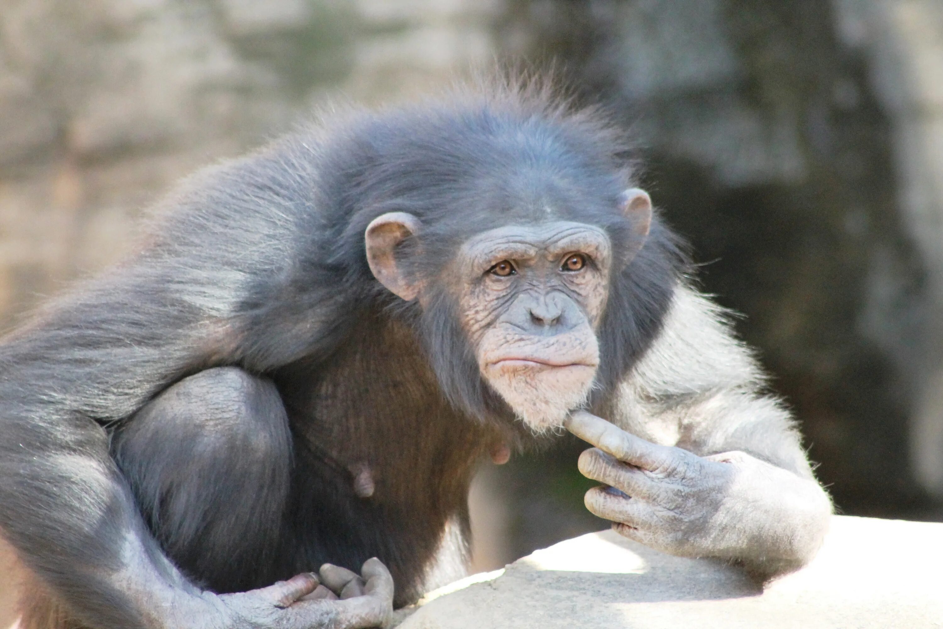 Большой мудрый зверь. Шимпанзе Аюму. Приматы шимпанзе. Старый шимпанзе. Седая обезьяна.