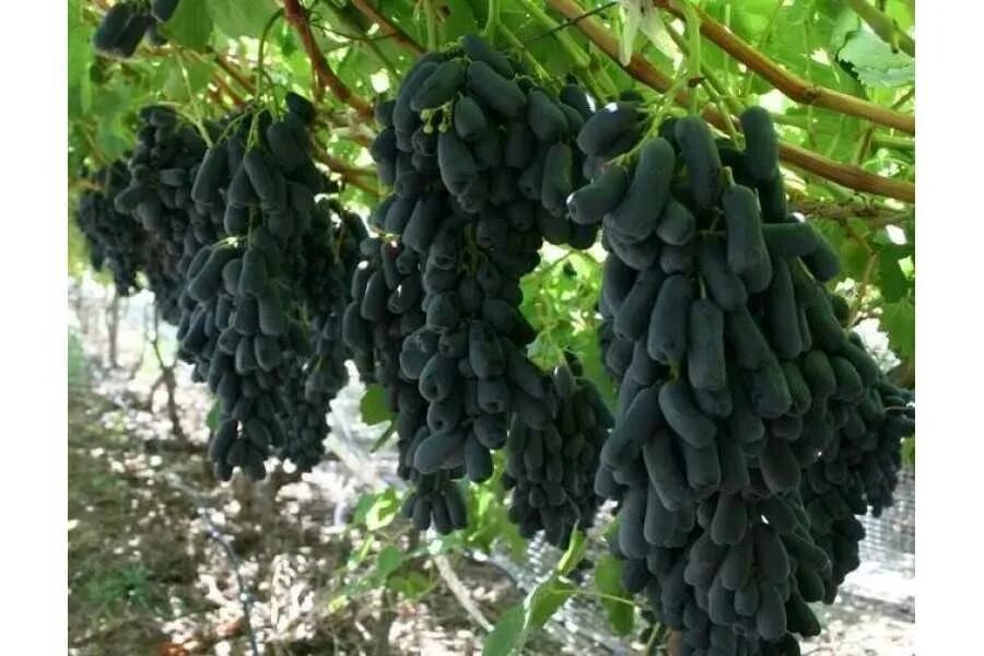 виноград черный клювик. виноград черный кристалл. виноград черный кристалл. виноград монарх черный. виноград черный кристалл.