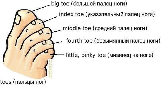 Как называются пальцы на ногах. Как называются пальцы на ногах у человека. Название пальцев стопы. Названияаальцев на ногах. Что значит пальчики