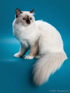 Священная кошка