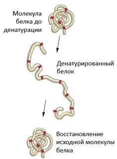 Денатурация белка формула