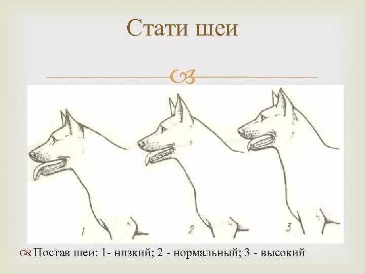 Типы голов собак. Постав шеи у собак. форма шеи у собак. экстерьер собак шея. экстерьер собаки - постав ушей.